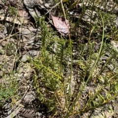 Lomandra obliqua (Twisted Matrush) at Woodlands - 5 Oct 2023 by Tapirlord