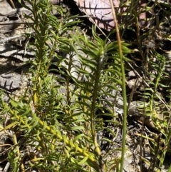 Lomandra obliqua at Woodlands, NSW - 5 Oct 2023