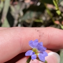 Dampiera stricta (Blue Dampiera) at Wingecarribee Local Government Area - 5 Oct 2023 by Tapirlord