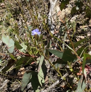 Dampiera stricta at Woodlands, NSW - 5 Oct 2023