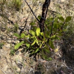 Persoonia levis (Broad-leaved Geebung) at Woodlands - 5 Oct 2023 by Tapirlord