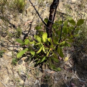 Persoonia levis at Woodlands, NSW - 5 Oct 2023