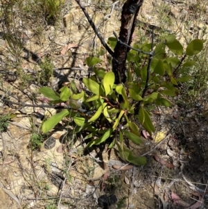 Persoonia levis at Woodlands, NSW - 5 Oct 2023