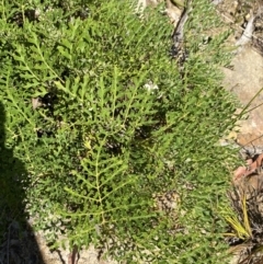 Lomatia silaifolia (Crinkle Bush, Fern-leaved Lomatia, Parsley Bush) at Woodlands, NSW - 5 Oct 2023 by Tapirlord