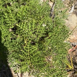 Lomatia silaifolia at Woodlands, NSW - 5 Oct 2023