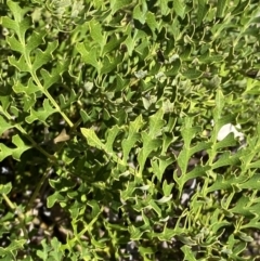 Lomatia silaifolia at Woodlands, NSW - 5 Oct 2023
