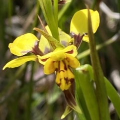 Diuris sulphurea (Tiger Orchid) at Woodlands, NSW - 5 Oct 2023 by Tapirlord