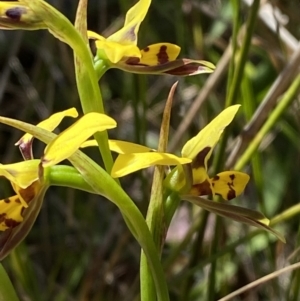 Diuris sulphurea at Woodlands, NSW - 5 Oct 2023