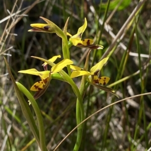 Diuris sulphurea at Woodlands, NSW - suppressed