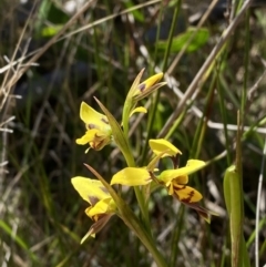 Diuris sulphurea at Woodlands, NSW - 5 Oct 2023