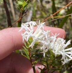 Pimelea linifolia subsp. linoides at Woodlands - 5 Oct 2023 by Tapirlord