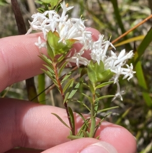 Pimelea linifolia subsp. linoides at Woodlands, NSW - 5 Oct 2023
