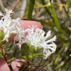 Pimelea linifolia subsp. linoides at Woodlands, NSW - 5 Oct 2023