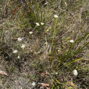 Pimelea linifolia subsp. linoides at Woodlands, NSW - 5 Oct 2023