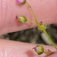 Drosera gunniana (Pale Sundew) at Wingecarribee Local Government Area - 5 Oct 2023 by Tapirlord