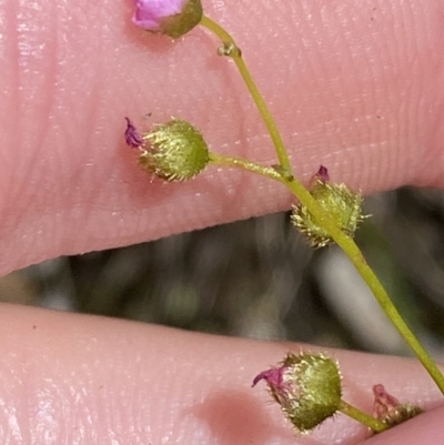 Drosera gunniana (Pale Sundew) at Woodlands - 5 Oct 2023 by Tapirlord