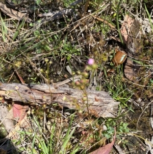 Drosera gunniana at Woodlands, NSW - 5 Oct 2023 01:00 PM