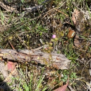 Drosera gunniana at Woodlands, NSW - 5 Oct 2023
