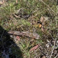 Drosera gunniana at Woodlands, NSW - 5 Oct 2023