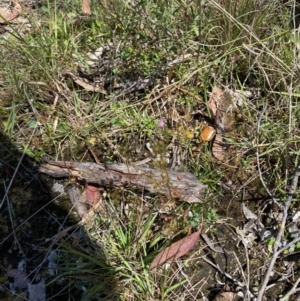 Drosera gunniana at Woodlands, NSW - 5 Oct 2023