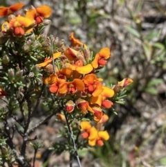 Dillwynia sericea (Egg And Bacon Peas) at Woodlands, NSW - 5 Oct 2023 by Tapirlord