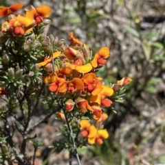 Dillwynia sericea (Egg And Bacon Peas) at Woodlands - 5 Oct 2023 by Tapirlord