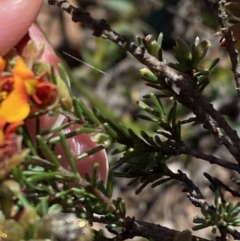 Dillwynia sericea at Woodlands, NSW - 5 Oct 2023