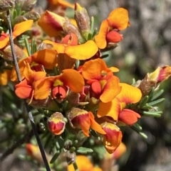 Dillwynia sericea at Woodlands, NSW - 5 Oct 2023