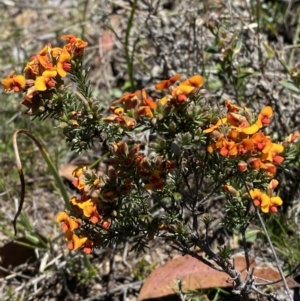 Dillwynia sericea at Woodlands, NSW - 5 Oct 2023