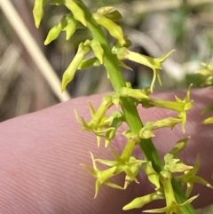 Stackhousia viminea (Slender Stackhousia) at Woodlands - 5 Oct 2023 by Tapirlord