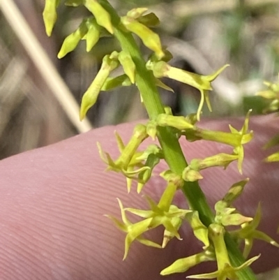 Stackhousia viminea (Slender Stackhousia) at Wingecarribee Local Government Area - 5 Oct 2023 by Tapirlord