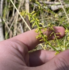 Stackhousia viminea at Woodlands, NSW - 5 Oct 2023