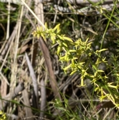 Stackhousia viminea at Woodlands, NSW - 5 Oct 2023