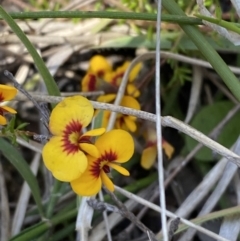 Dillwynia parvifolia at Woodlands - 5 Oct 2023 by Tapirlord