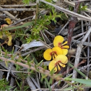 Dillwynia parvifolia at Woodlands, NSW - 5 Oct 2023