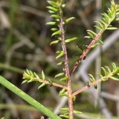 Dillwynia parvifolia at Woodlands, NSW - 5 Oct 2023