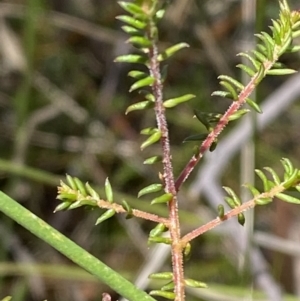 Dillwynia parvifolia at Woodlands, NSW - 5 Oct 2023