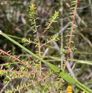 Dillwynia parvifolia at Woodlands, NSW - 5 Oct 2023