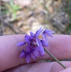 Sowerbaea juncea (Vanilla Lily) at Wingecarribee Local Government Area - 5 Oct 2023 by Tapirlord