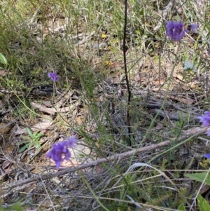 Sowerbaea juncea at Woodlands, NSW - 5 Oct 2023