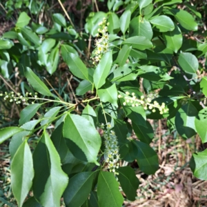 Prunus serotina at Croke Place Grassland (CPG) - 5 Nov 2023 04:09 PM