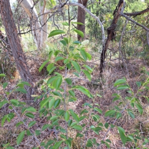 Prunus serotina at Croke Place Grassland (CPG) - 5 Nov 2023