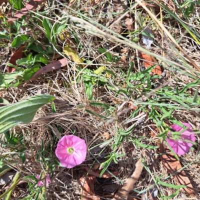 Convolvulus angustissimus subsp. angustissimus (Australian Bindweed) at Croke Place Grassland (CPG) - 5 Nov 2023 by abread111
