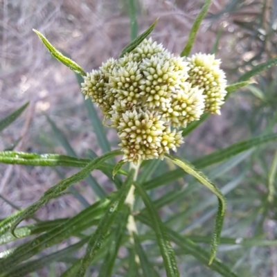 Cassinia longifolia (Shiny Cassinia, Cauliflower Bush) at Croke Place Grassland (CPG) - 5 Nov 2023 by abread111