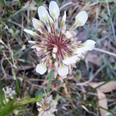 Trifolium repens (White Clover) at Croke Place Grassland (CPG) - 5 Nov 2023 by abread111