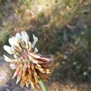 Trifolium repens at Croke Place Grassland (CPG) - 5 Nov 2023