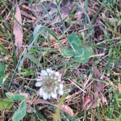 Trifolium repens at Undefined Area - 5 Nov 2023 04:23 PM