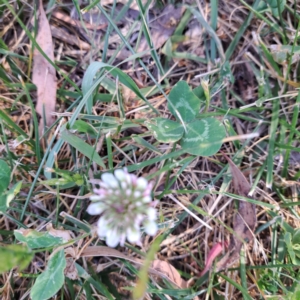 Trifolium repens at Croke Place Grassland (CPG) - 5 Nov 2023 04:23 PM