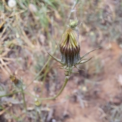 Tolpis barbata (Yellow Hawkweed) at Evatt, ACT - 5 Nov 2023 by abread111