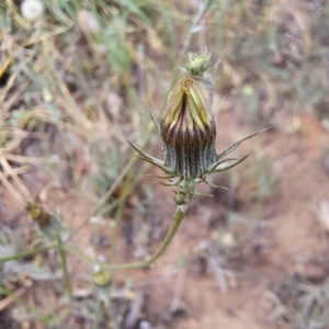 Tolpis barbata at Evatt, ACT - 5 Nov 2023